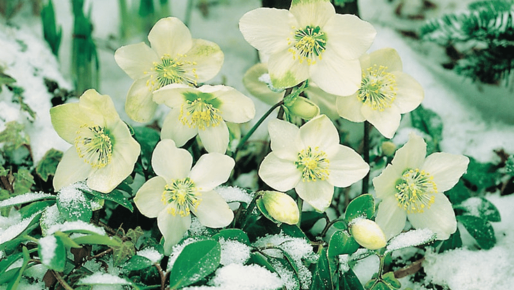 Christmas Rose