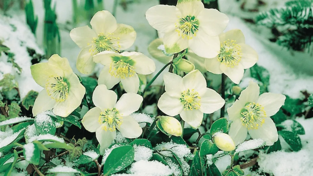 Christmas Rose Care - Blooming Holiday Guide 1 Christmas Rose