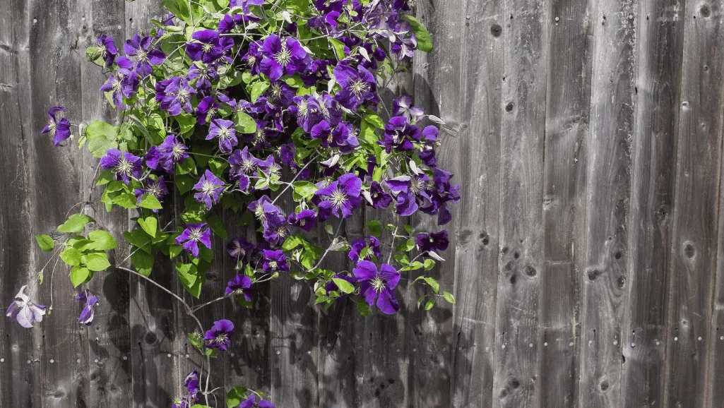 Clematis Jack Fertilizer Strategy