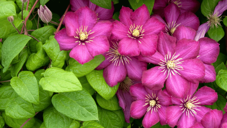 Clematis Jack