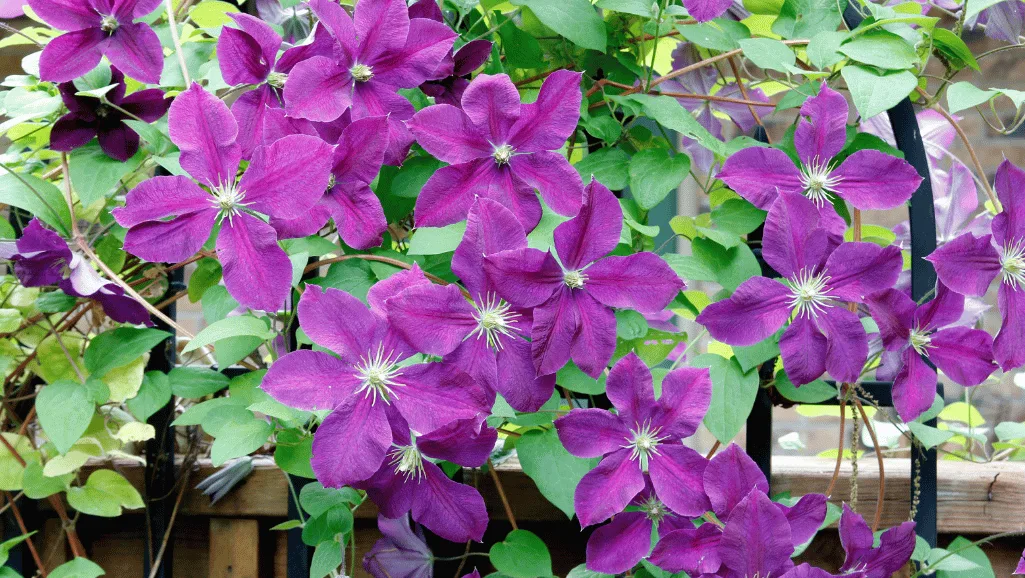 Clematis Jack growing conditions