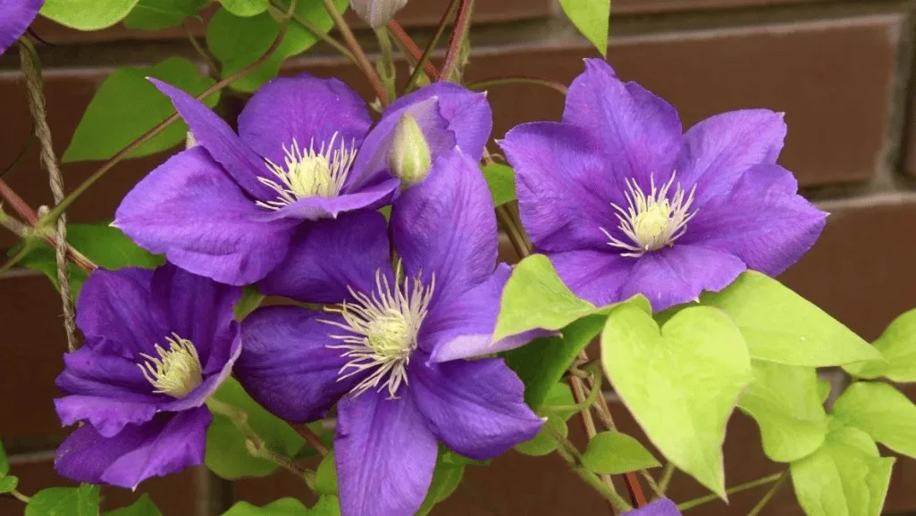 Clematis Jackmanii Care Guide & Growth Tips 1 Clematis Jackmanii