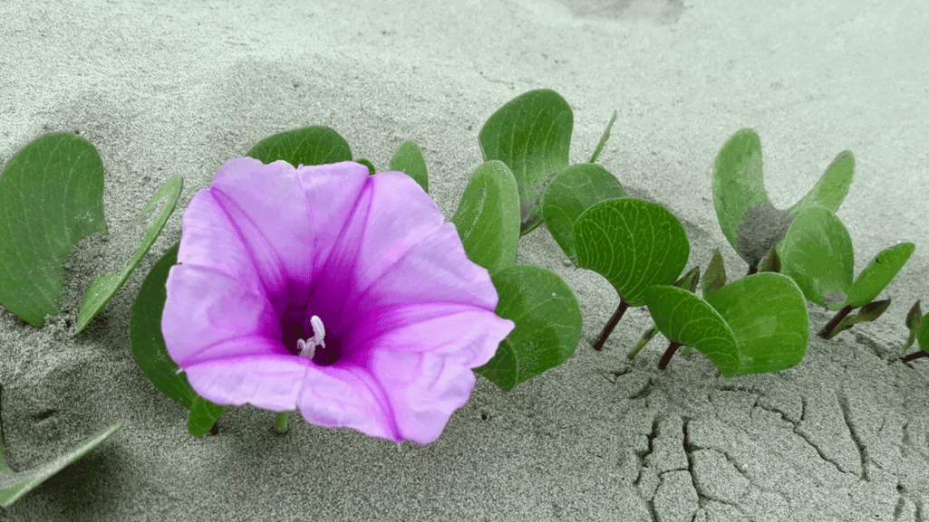 Coastal Ecosystems