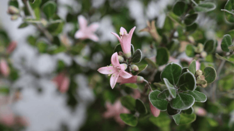 Coastal Shrubs: Ideal Choices for Seaside Gardens 1 Coastal Shrubs