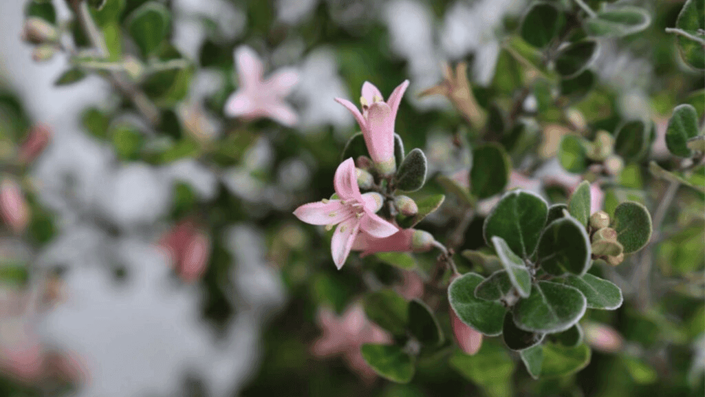 Coastal Shrubs: Ideal Choices for Seaside Gardens 1 Coastal Shrubs