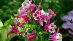Columbine Flower