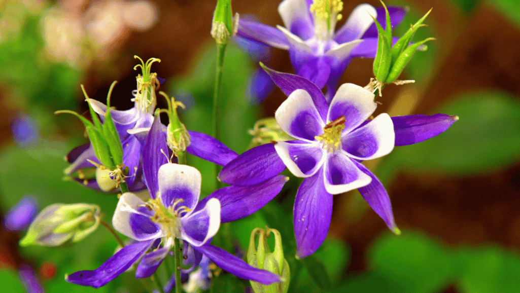 Columbine Flowers Mulching