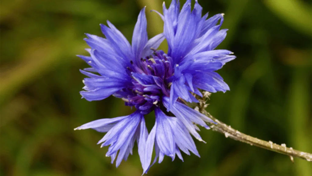 Cornflower varieties in bloom