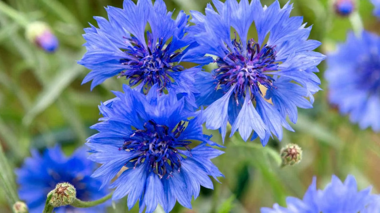Cornflower: Elegant Blue Blooms for Your Garden 1 Cornflower