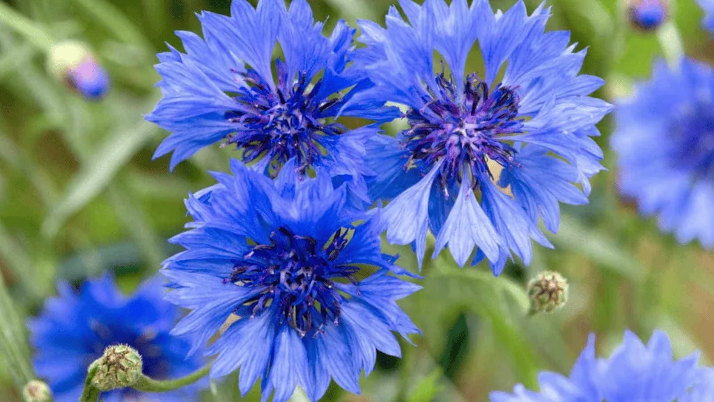 Cornflower12