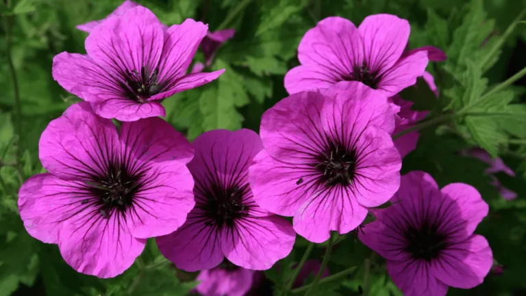 Cranesbill