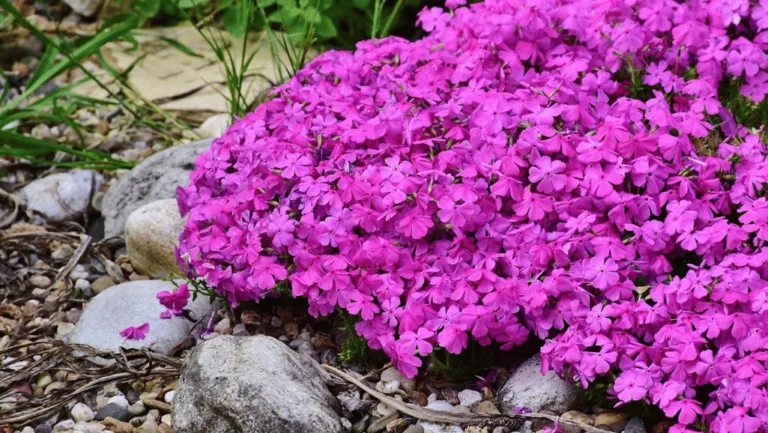 Creeping Phlox: Colorful Groundcover for Gardens 1 Creeping Phlox
