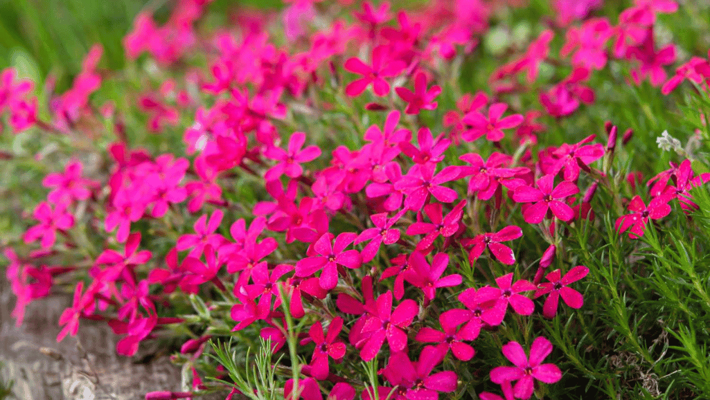 Creeping Phlox for erosion control