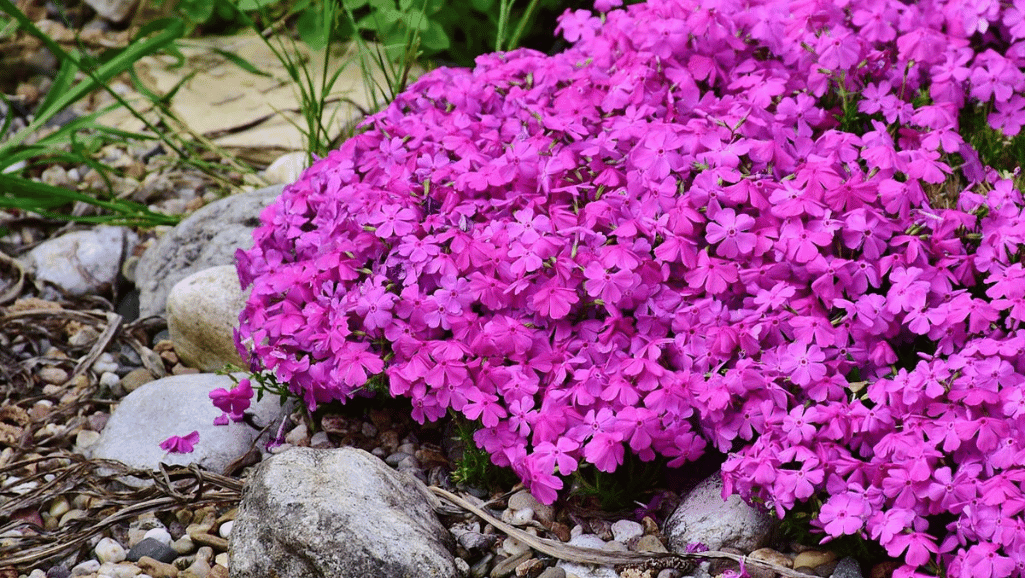 Creeping Phlox