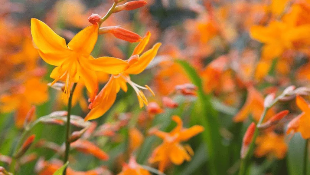 Crocosmia care tips for vibrant blooms