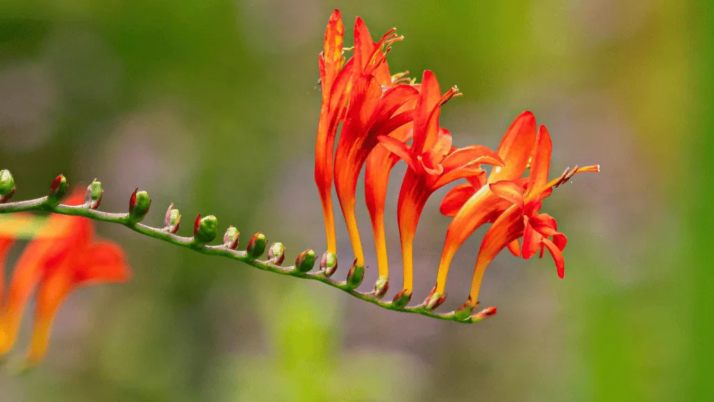 Crocosmia cultivars