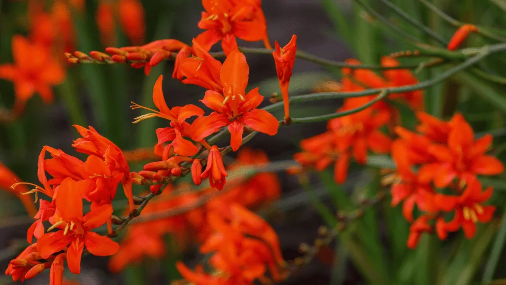 Crocosmia plants in full sun