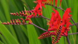 Crocosmia