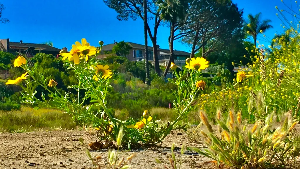 Ancient cultures and edible flowers