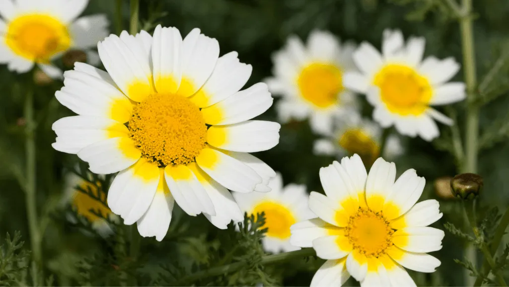 Crown Daisy