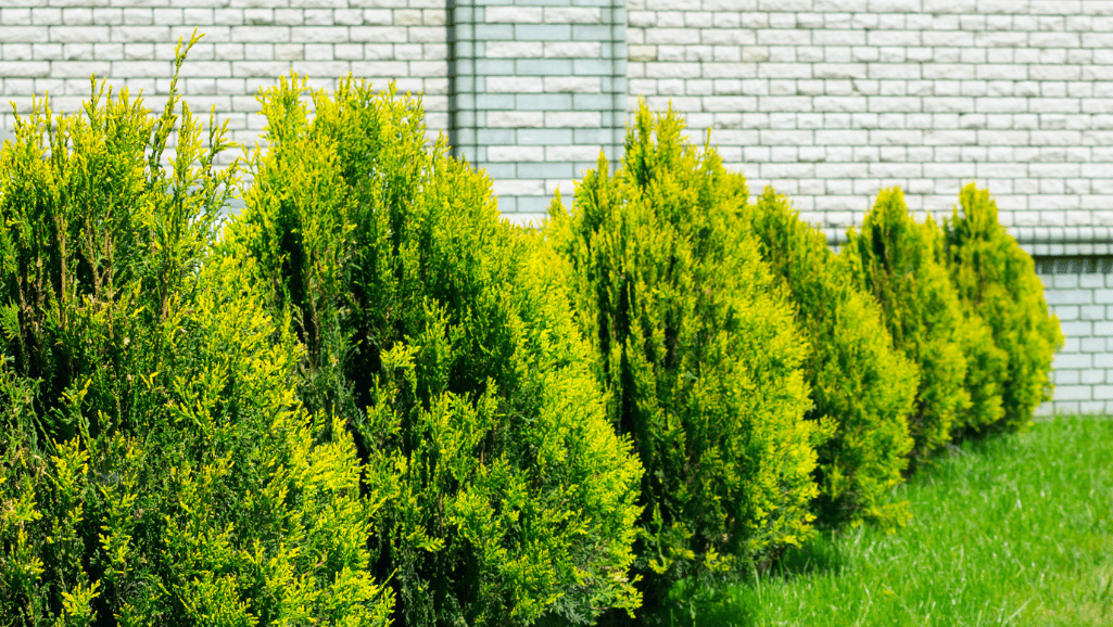 Ornamental cypress tree in a landscaped garden