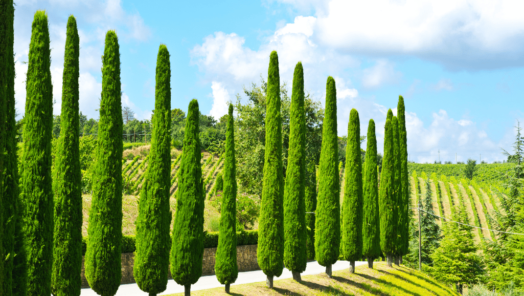 Landscaping with Italian Cypress trees