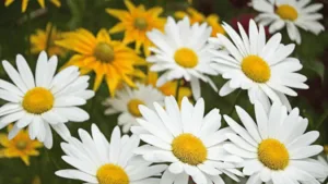 Daisy