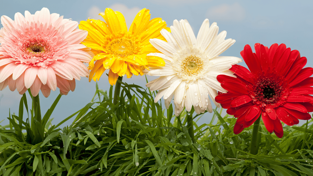 daisy color trends