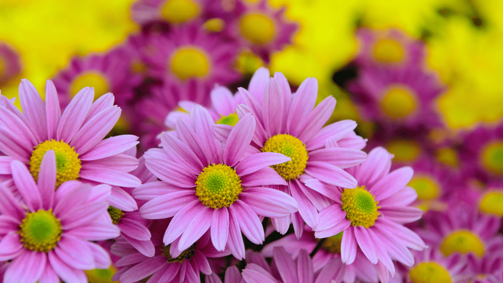 daisy color representations