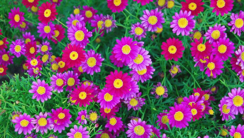 vibrant daisy colors