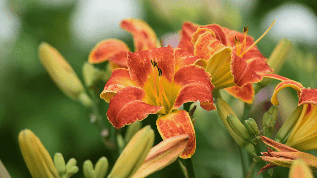 Daylily Maintenance Tips