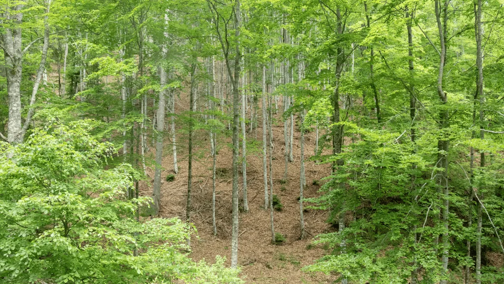 Deciduous Forest Trees