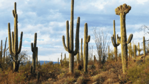 Desert Cacti
