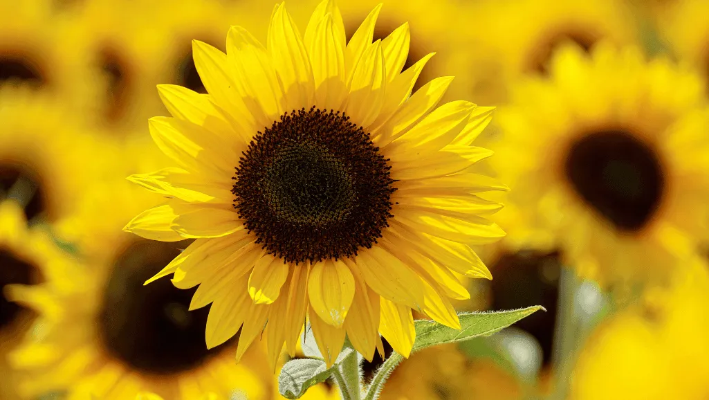 Different types of sunflowers