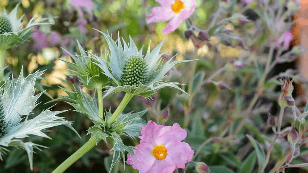 Diverse coastal ecosystems
