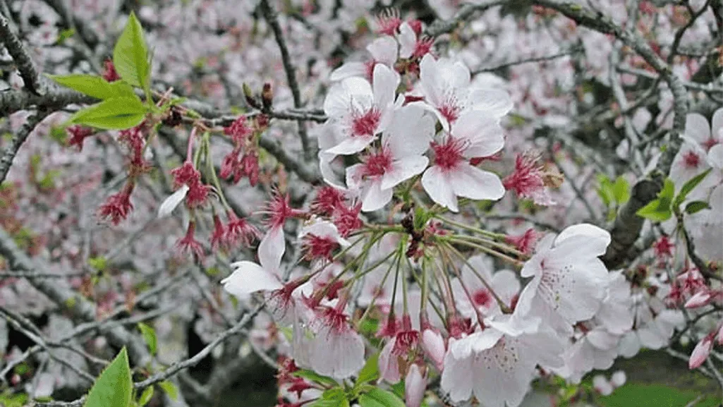 Diverse marine life in coastal ecosystems