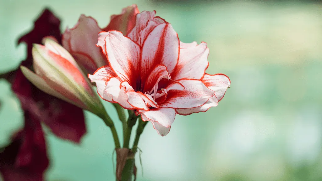 Double Flowering Amarylis