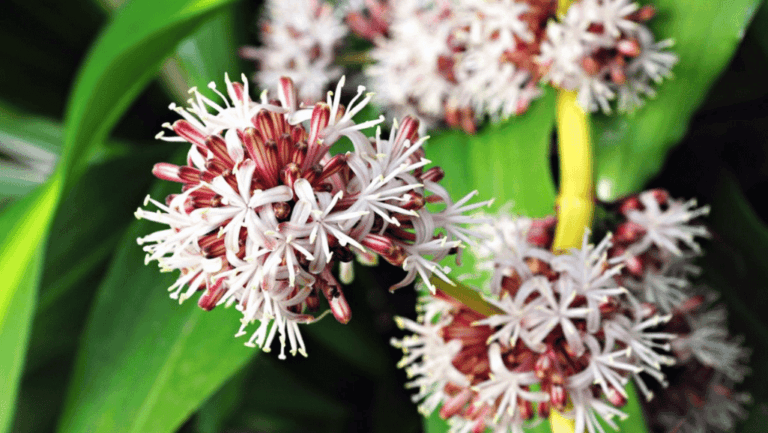 Dracaena Fragrans