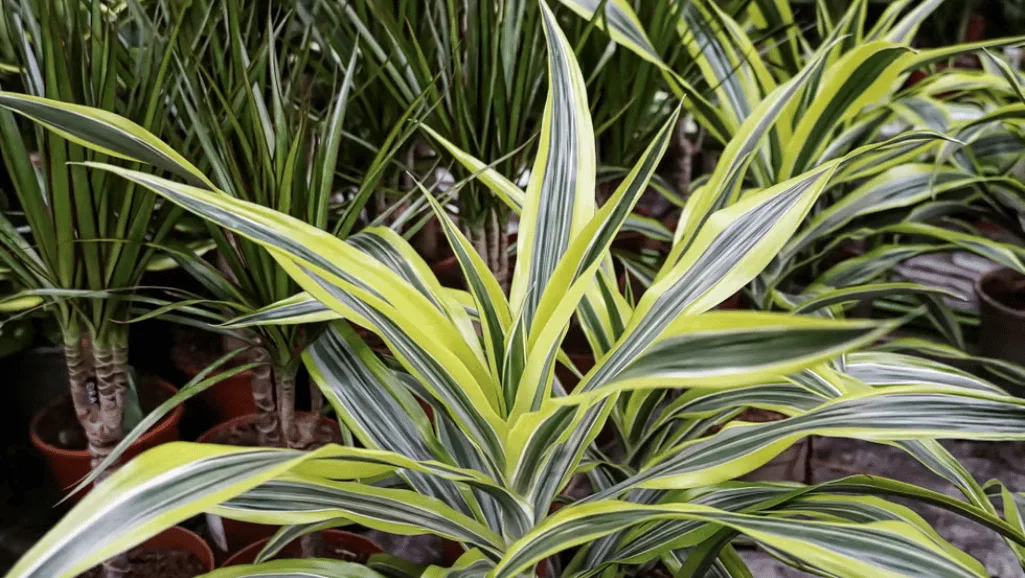 Dracaena fragrans in a living room with ideal temperature and humidity