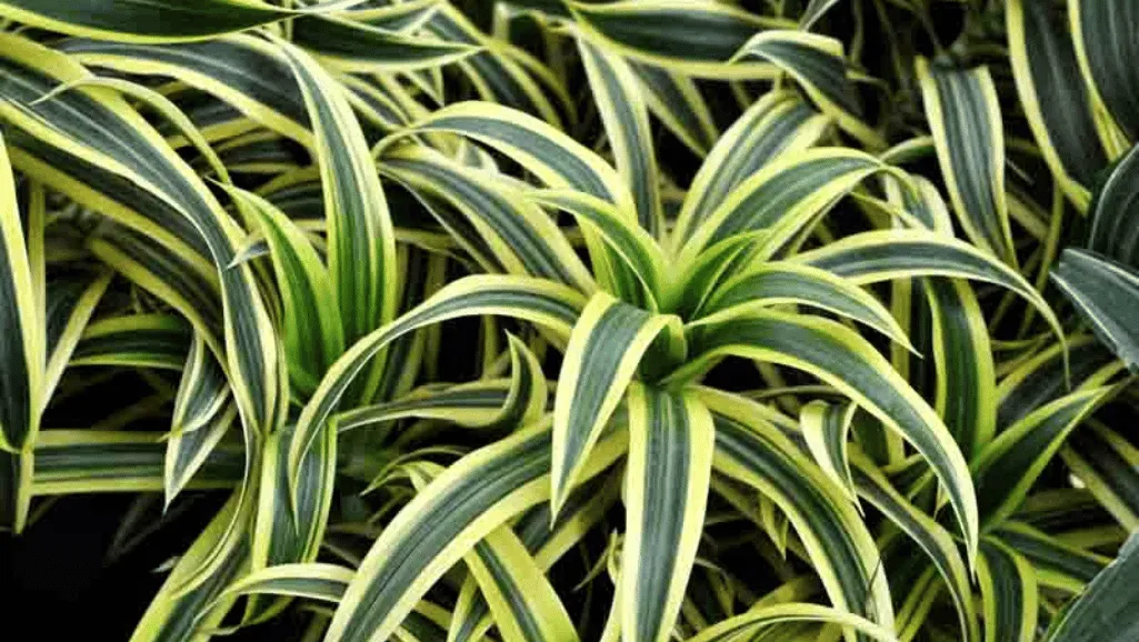 Dracaena fragrans in bright indirect light