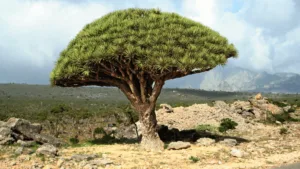 Dragon Blood Tree