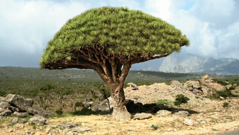 Dragon Blood Tree: Ancient Wonders of Socotra Island 1 Dragon Blood Tree