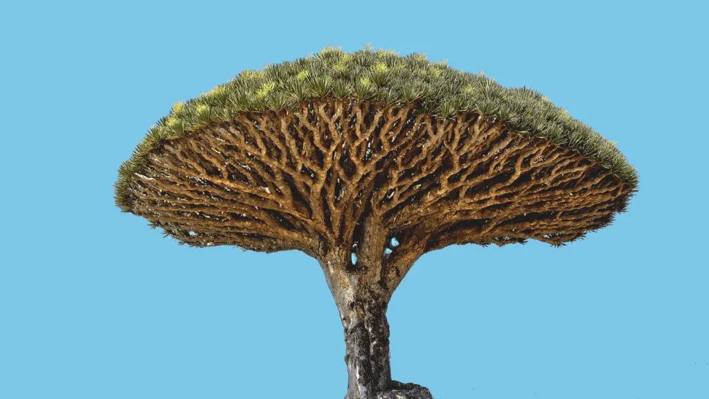 Dragon Blood Tree with its distinctive mushroom-shaped canopy