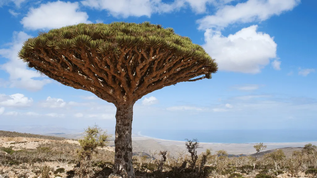 Dragon blood tree ecological importance