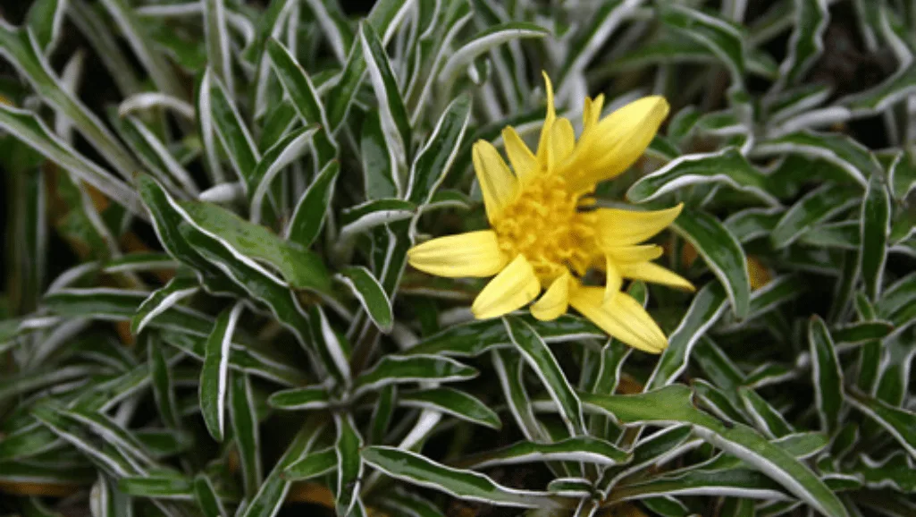 Drought-tolerant Dymondia ground cover