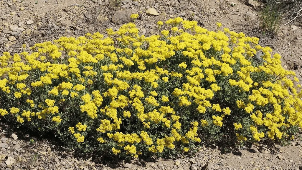 Drought-tolerant Dymondia groundcover