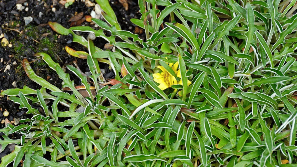 Drought-tolerant dymondia lawn