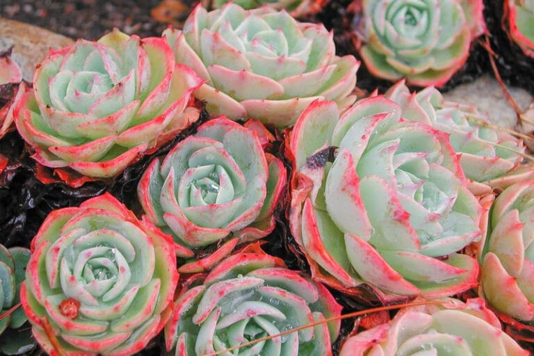 Echeveria elegans