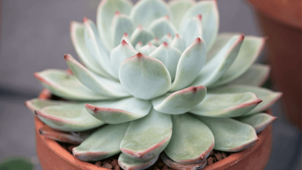 Echeveria elegans rosette shape