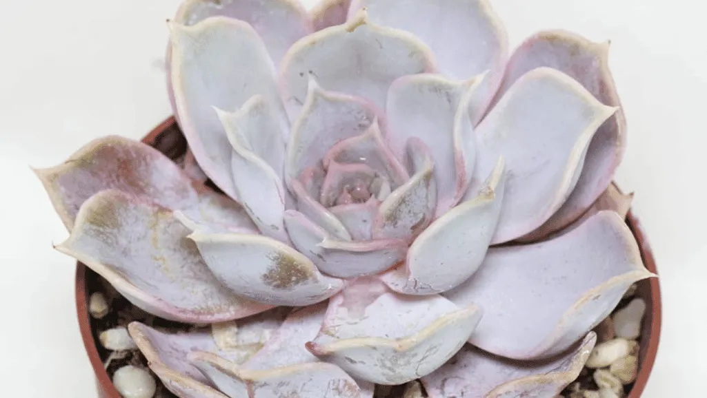 Echeveria lilacina